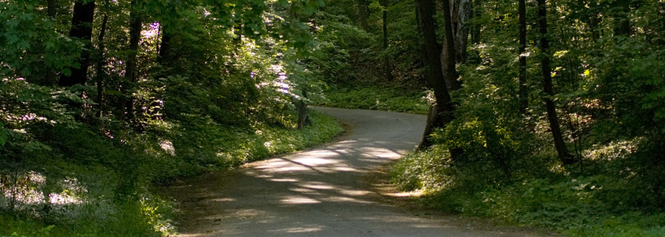 Path in a forest